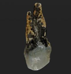 Premolár nalezený v Bulharsku má pocházet hominina Graecopithecus freybergi. Tomu už by dnes táhlo na 7,24 milionů let. Foto: Wolfgang Gerber, University of Tübingen.