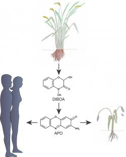 Některé rostliny vylučují svými kořeny kyselinu DIBOA. Jejich metabolity zpomalují jiným rostlinám růst. Jejich schopnost manipulovat s enzymem histondeacetyláza by se nám mohla hodit  k léčbě některých typů zhoubného bujení. (Kredit:  MPI f. Developmental Biology/ C. Becker, S. Petersen and University Hospital Tübingen/M. Burkard)