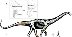 Silueta novho titanosaura ve srovnn s postavou dosplho lovka. Je zejm, e Notocolossuspatil k nejvtm tvorm, kte se kdy prochzeli po such zemi. Absolutnm velikostnm rekordmanem vak nebyl. Kredit: Gonzlez Riga et al., web Nature.com
