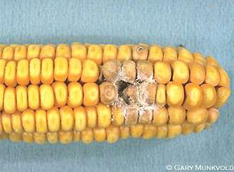 aflatoxin