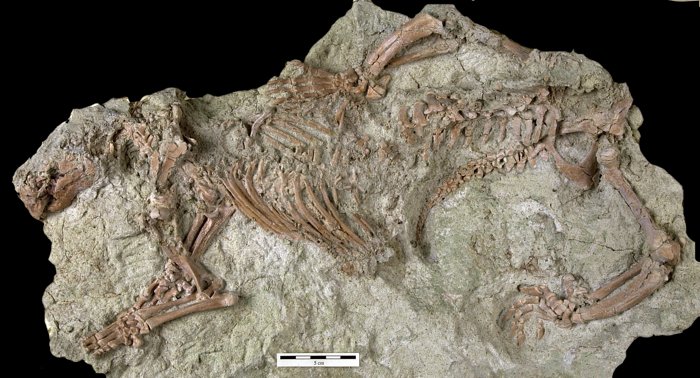 Kostra Adalatherium hui, nového gondwanaterského savce z pozdní křídy nalezená na Madagaskaru. (Autor obrázku Marylou Stewart zemřel, a proto nemá e-mailovou adresu. Pramen: Nature Research.