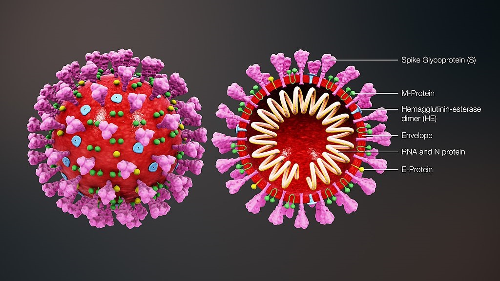 Struktura koronaviru, Kredit: https://www.scientificanimations.com . CC BY-SA 4.0
