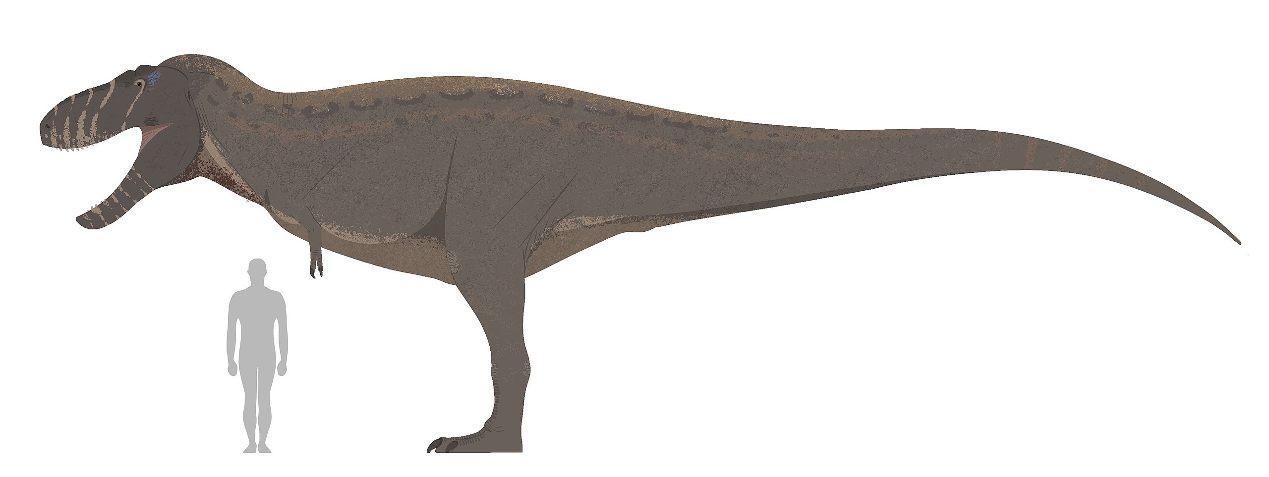 Rekonstrukce přibližného vzezření obřího exempláře druhu Tyrannosaurus rex, žijícího na území současného Nového Mexika. Podle některých paleontologů se může jednat také o samostatný taxon, druhu T. rex pouze příbuzný. Navrhované jméno, které je však 