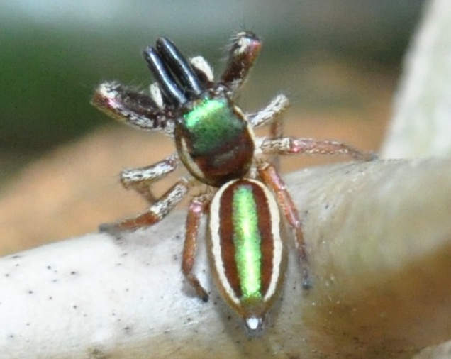 Samec vegetariánskeho středoamerického pavouka Bagheera kiplingii. Kredit: Maximilian Paradiz, Wikimedia Commons, CC BY 2.0