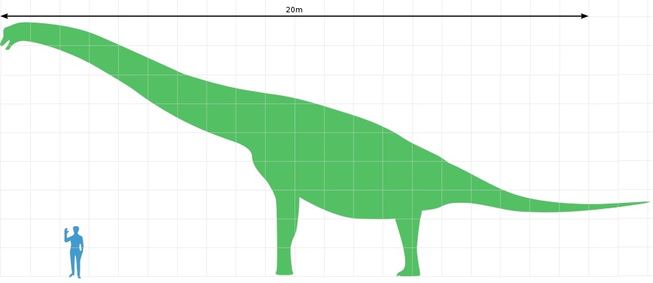 Velikostní srovnání dospělého jedince druhu Brachiosaurus altithorax a dospělého člověka s výškou 1,8 metru. Tyto pozdně jurské „plazí žirafy“ dokázaly spásat vegetaci i v korunách vyšších stromů, možná do výšky 10 až 15 metrů nad zemí. Kredit: M. Ma