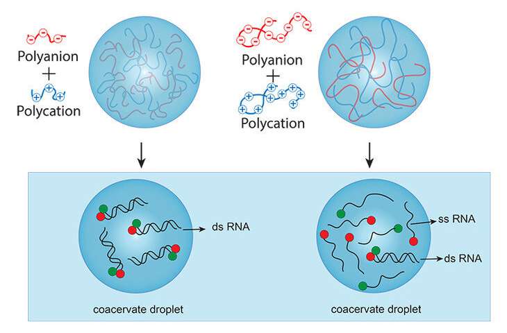Ilustrace znázorňující rozdíl ve stabilitě dvouvláknové RNA ve struktuře vytvořené z krátkých polymerů (vlevo) a delších polymerů (vpravo). Kredit: Fatma Pir Cakmak, Penn State.