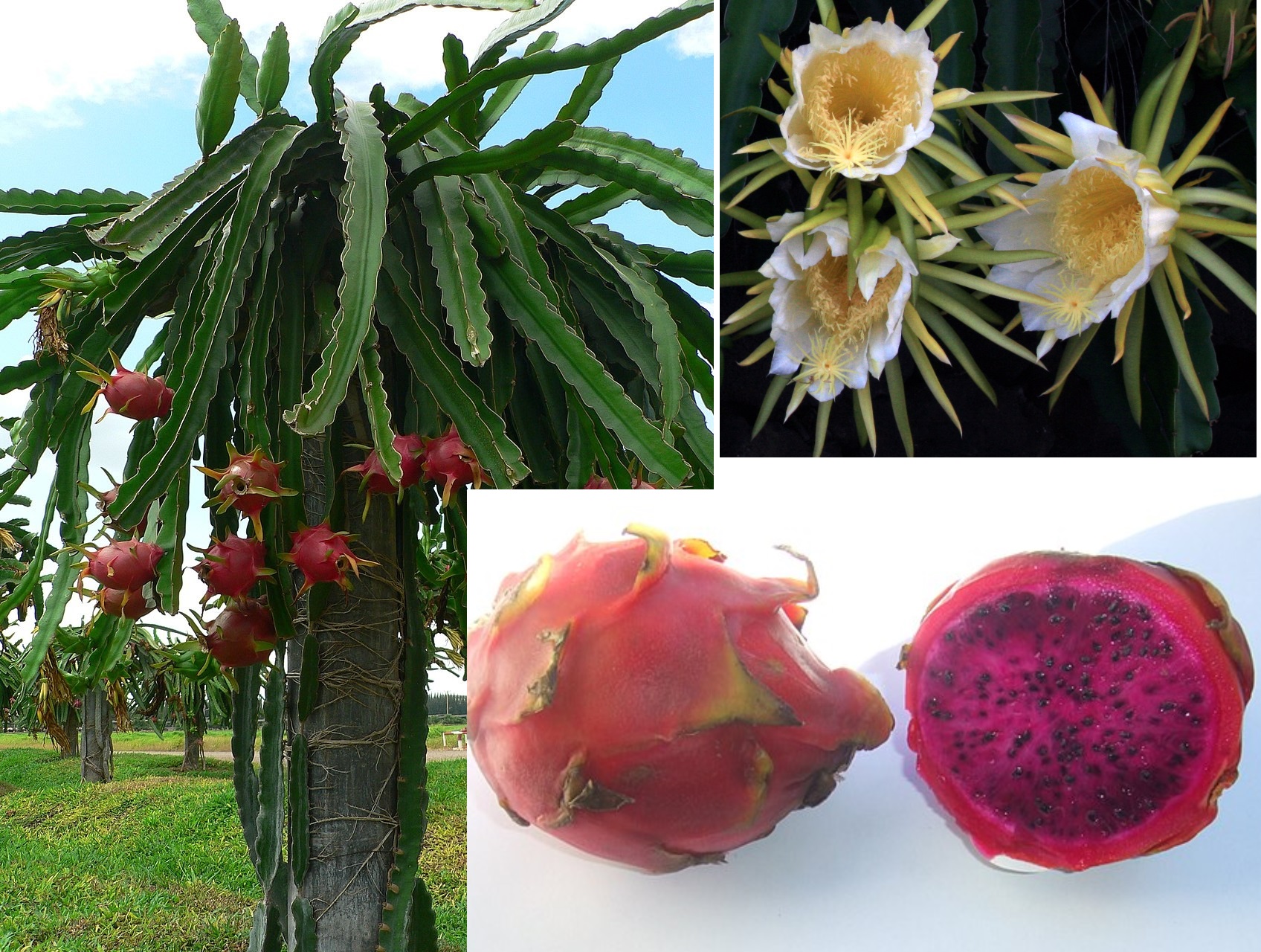 Pitahaya (nebo také pitaya) je kaktus s jedlými „dračími“ plody se žlutou, bílou nebo červenou dužinou. Mladé rostliny, které ještě nevytvořily pevnější 