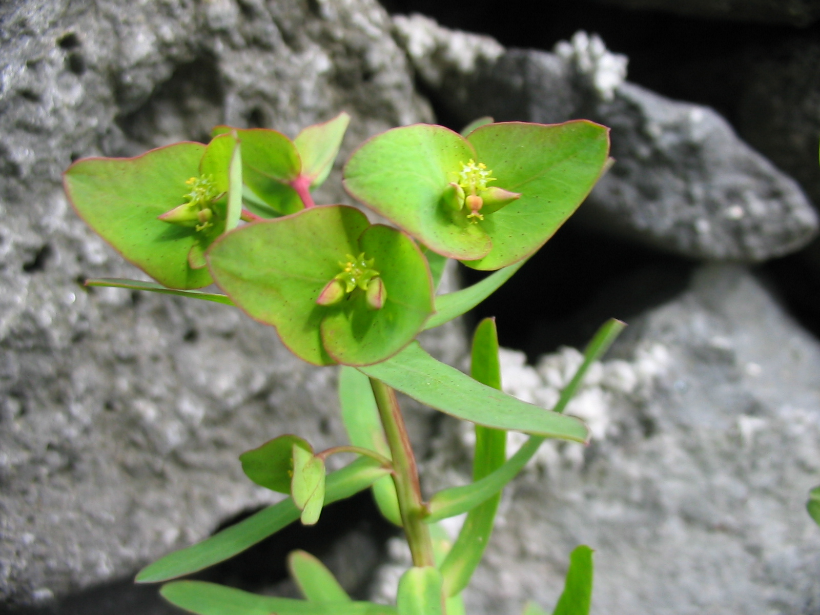 Pryšec azorský (Euphorbia azorica). Kredit: Ixitixel, Wikipedia, CC BY-SA 3.0