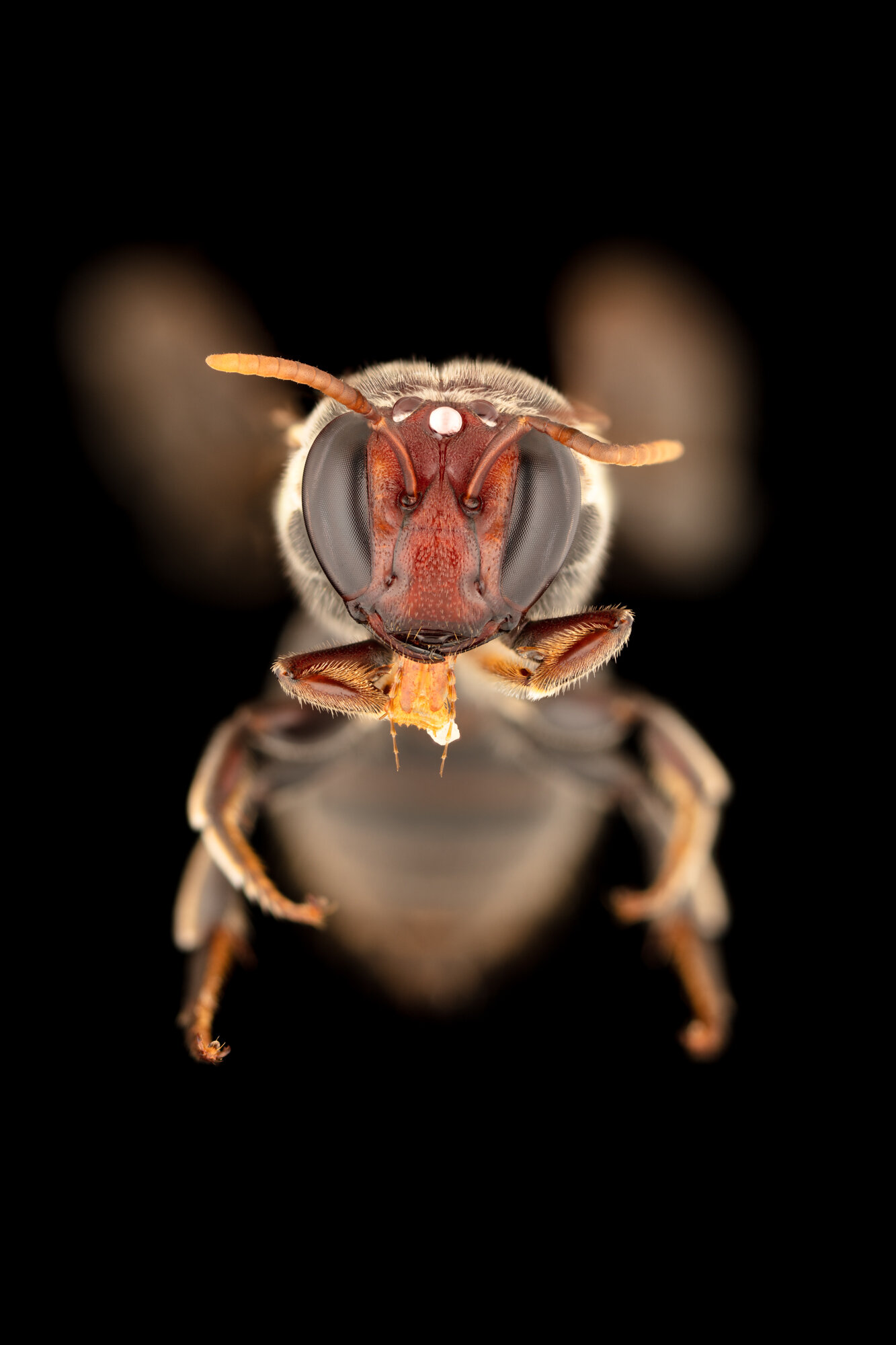 Pohled do tváře australské včely Meroglossa gemmata. Na snímku je vidět, že za tmy si byla schopna sehnat něco na zub, a že z úspory času to zpracovává během letu na další květ. Kredit: James Dorey, Flinders University.