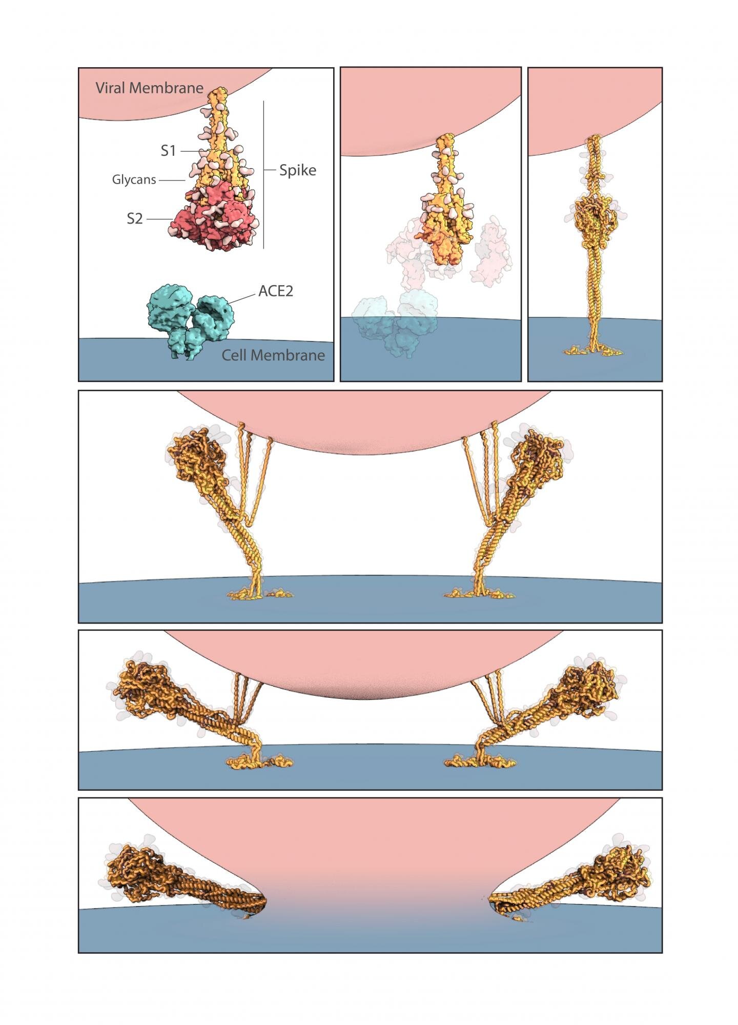 Umělecké ztvárnění toho, jak SARS-CoV-2 fúzuje svou membránu s membránou hostitelské buňky. Kredit:  Molecular Maya Jonathan Khao, PhD a Gaël McGill, PhD, Digizyme Inc.