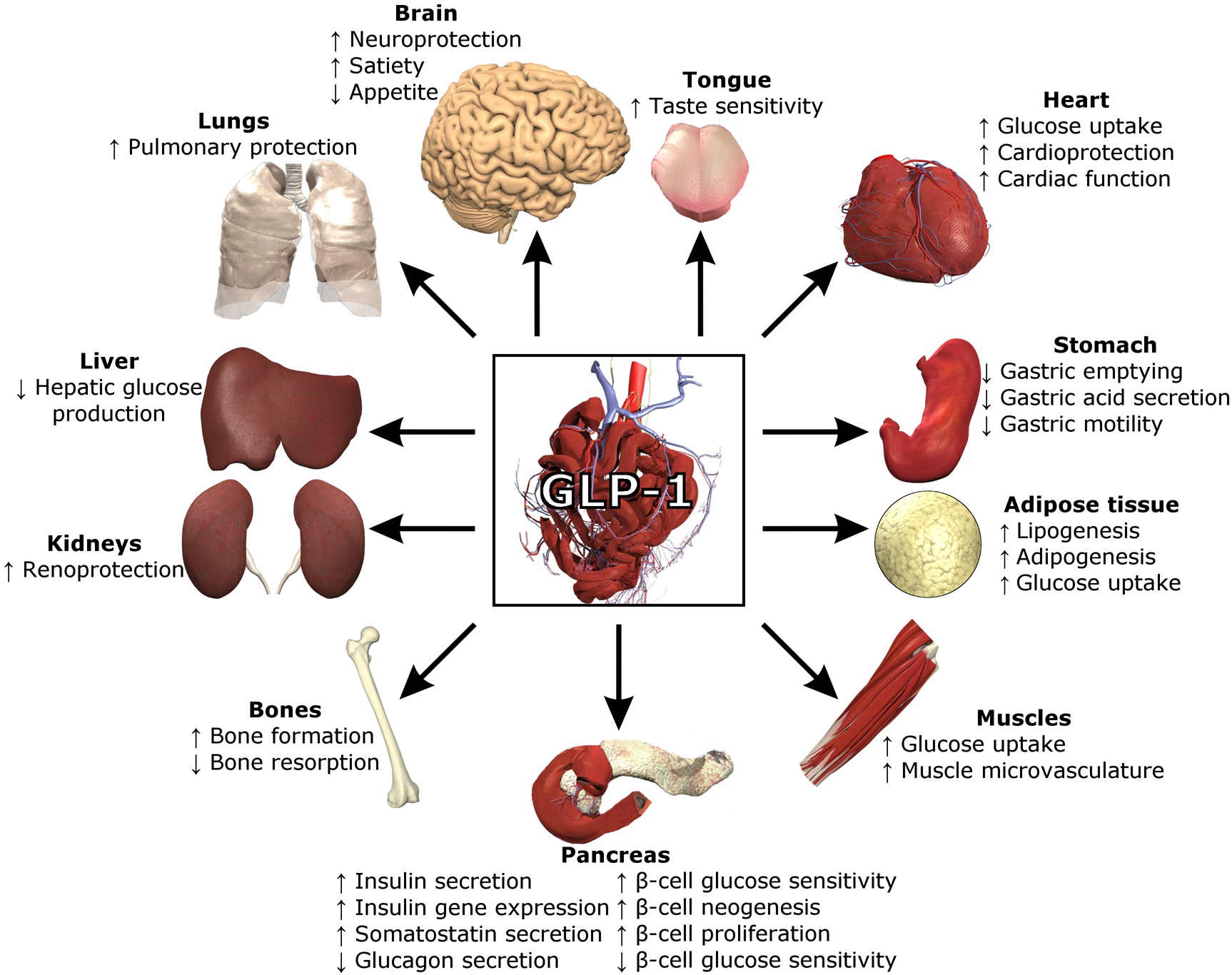 Fyziologické účinky glukagonu podobného peptidu-1 (GLP-1), což je tělem produkovaný hormon. Stejně působí i lék s některým z agonistů jeho receptoru. Účinná látka se na něj váže a stejně jako hormon vyvolává příslušnou kaskádu biochemických reakcí. K