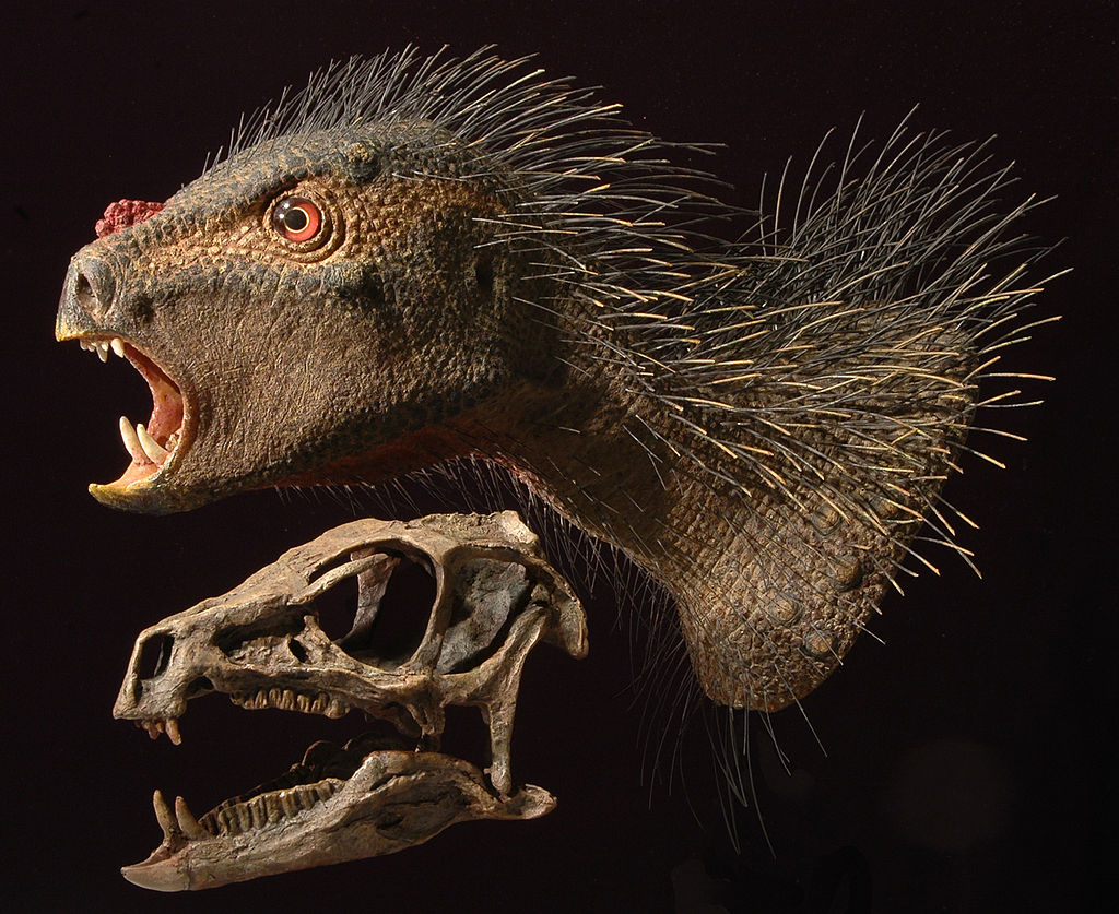 Lebka a detailní model hlavy a krku heterodontosaurida druhu Heterodontosaurus tucki. Tento malý dinosaurus, žijící v období spodní jury na území současné jižní Afriky, byl formálně popsán v roce 1962. Dnes díky objevu čínského druhu Tianyulong confu