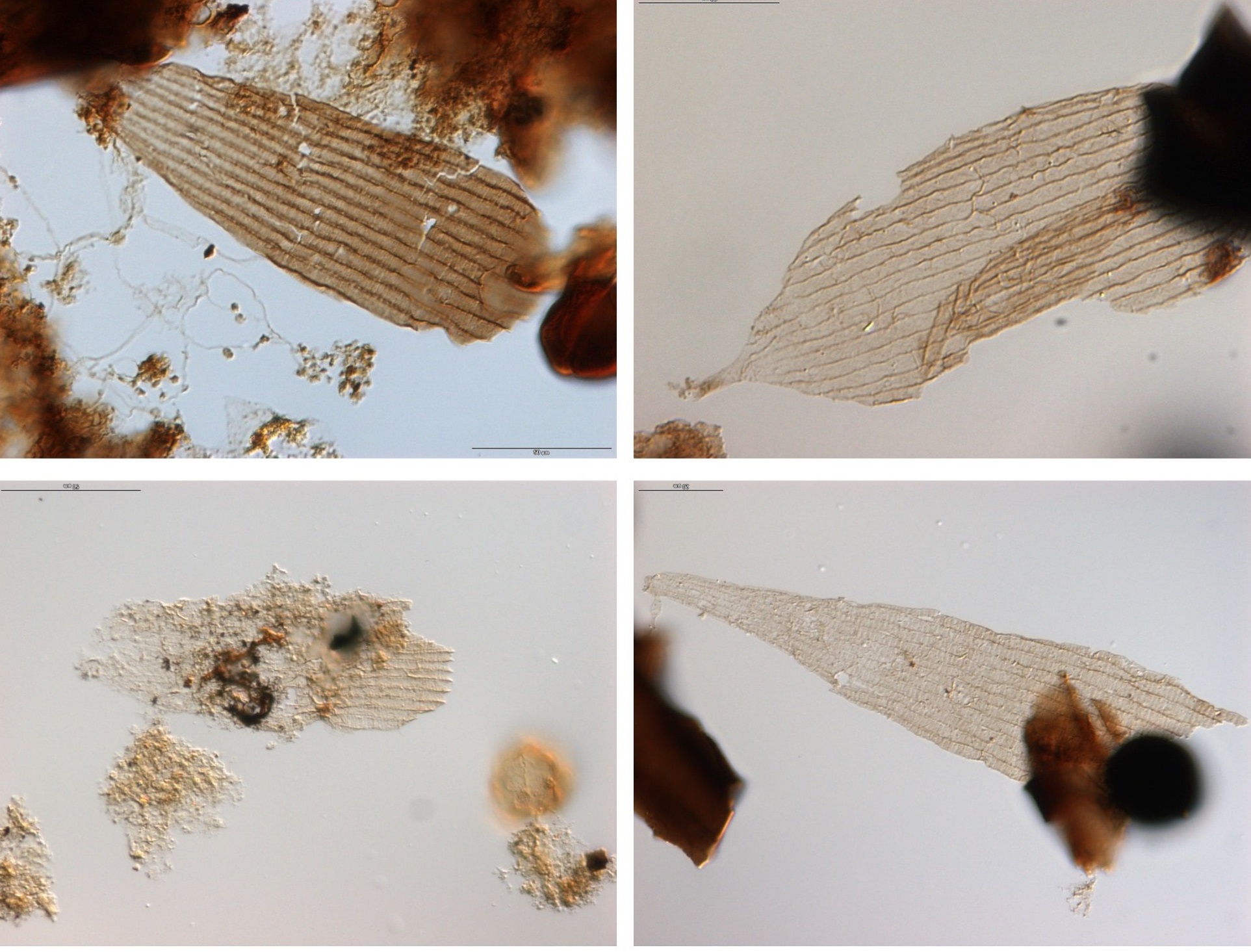 Tak vypadají nejstarší křídla primitivních můr (zvětšeno 630x). Vyskytují se spolu s fosilními pylovými zrny a zbytky rostlin. Ale jen rostlin nahosemenných. Kredit: Bas van de Schootbrugge, Utrecht University.