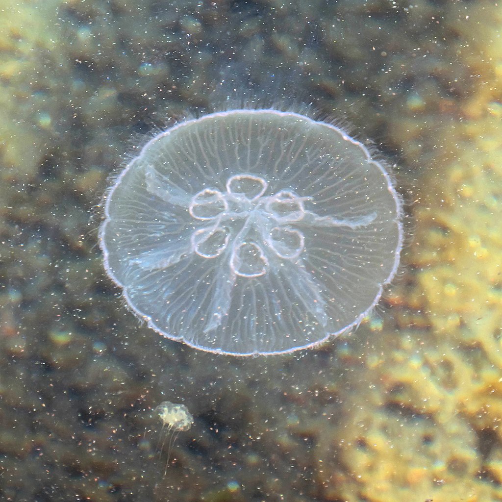 Talířovka ušatá (Aurelia aurita) je běžná medúza. Ta na obrázku, nafocena ve fjordu Gullmarn (Racek) uprostřed švédského souostroví Bohuslän je však neobvyklá svými šesti gonádami. Její družky je mají jen čtyři. Druhá, malá medúza je mladičká talířov