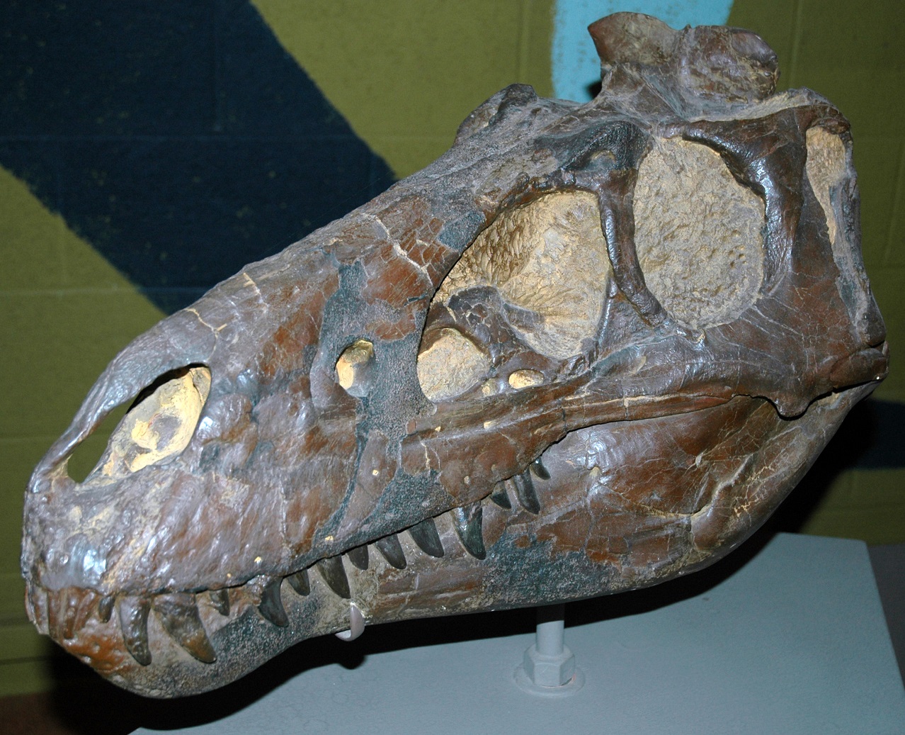 Holotyp pochybného druhu Nanotyrannus lancensis, přesně 57,2 cm dlouhá lebka, popsaná v roce 1946 jako „Gorgosaurus“ lancensis. V roce 1988 se exemplář CMNH 7541 z Clevelandského muzea přírodní historie stal holotypem nově stanoveného druhu menšího t