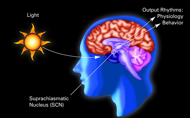 Sluneční světlo spouští neurální signály v hlavních mozkových hodinách – v suprachiasmatickém jádru. To následně koordinuje biologické hodiny regulující funkce v celém těle, včetně chování. Kredit: National Institute of General Medical Sciences.