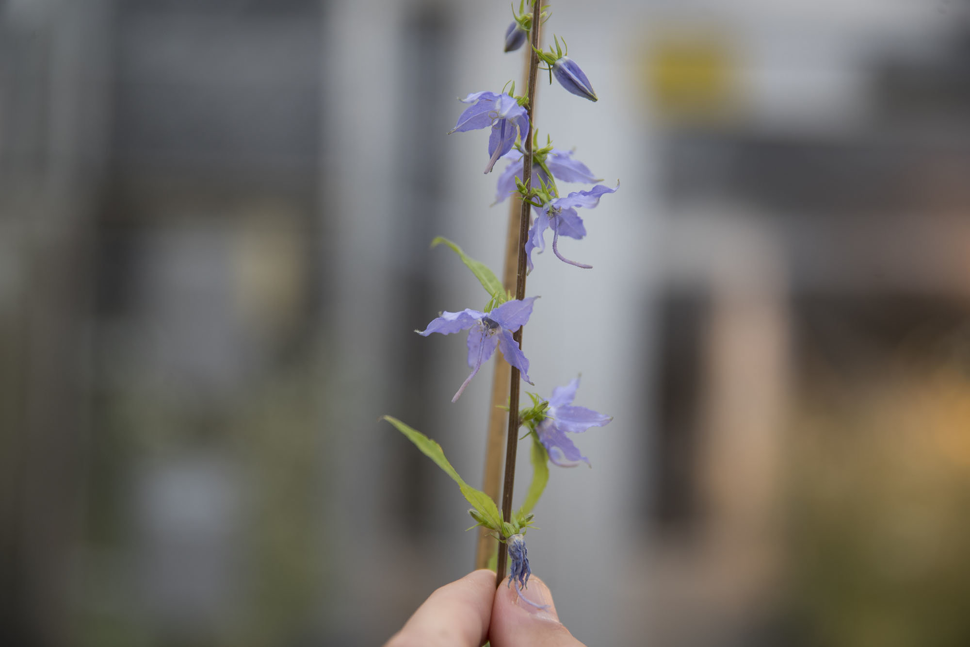 Campanula americana. Na rozdíl od našeho zvonku, otevírá květ do plocha. Podobně, jako mnoho jiných rostlin, je schopen samoopylení, ale aby tomu zabránil, květ otevírá na dvě etapy. Nejprve zpřístupní své prašníky a následně teprve dojde na „samičí 