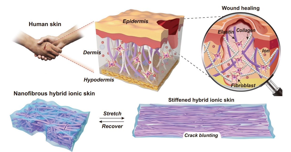 Vzorem pro stavbu umělé kůže byla struktura elastinových a kolagenových vláken lidské kůže, jež zajišťuje pružnost i pevnost. Umělou kůži tvoří síť polyuretanových nanovláken prostoupených iontovou hydrogelovou matricí. Při natažení se stává tužší, o