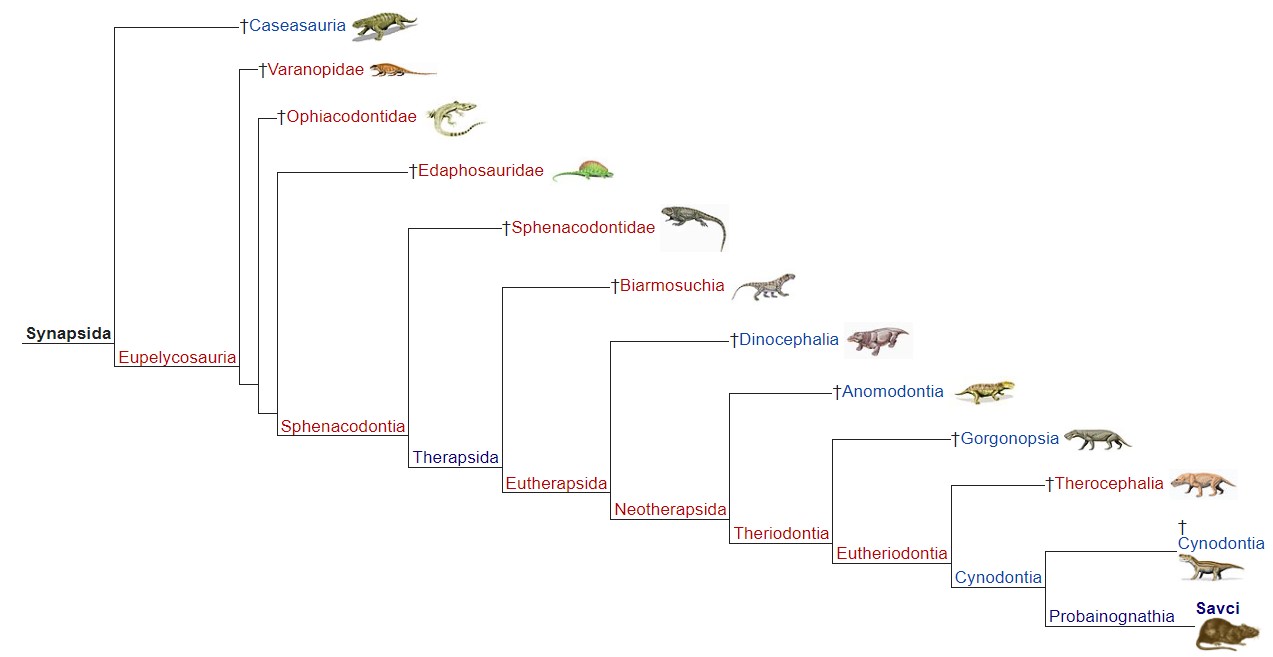 Evoluční kladogram synapsidů. Kredit: Wikipedia, upraveno podle Laurin, M. et al., Kemp, T.S. (2011) a The Tree of Life Web Project ISBN 978-0-253-35697-0
http://tolweb.org/Synapsida/14845
978-0-253-35697-0