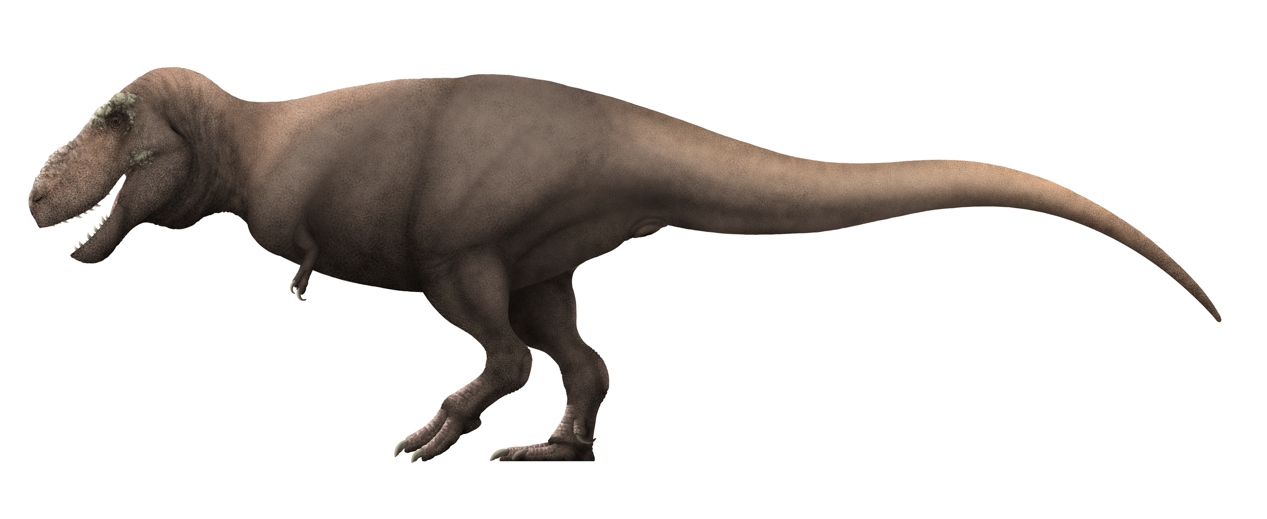Rekonstrukce pravděpodobného vzezření dospělého jedince druhu Tarbosaurus bataar. Tento obří tyranosauridní teropod dosahoval délky 10 až 12 metrů a hmotnosti kolem 5000 kg, byl tedy jen o trochu menší než jeho severoamerický příbuzný Tyrannosaurus r