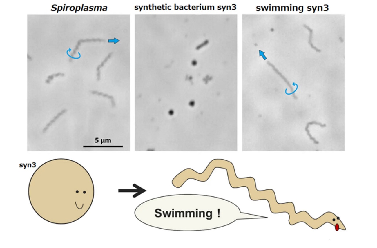 „Syntetický“ organismus plave! Kredit: Makoto Miyata, Osaka Metropolitan University.