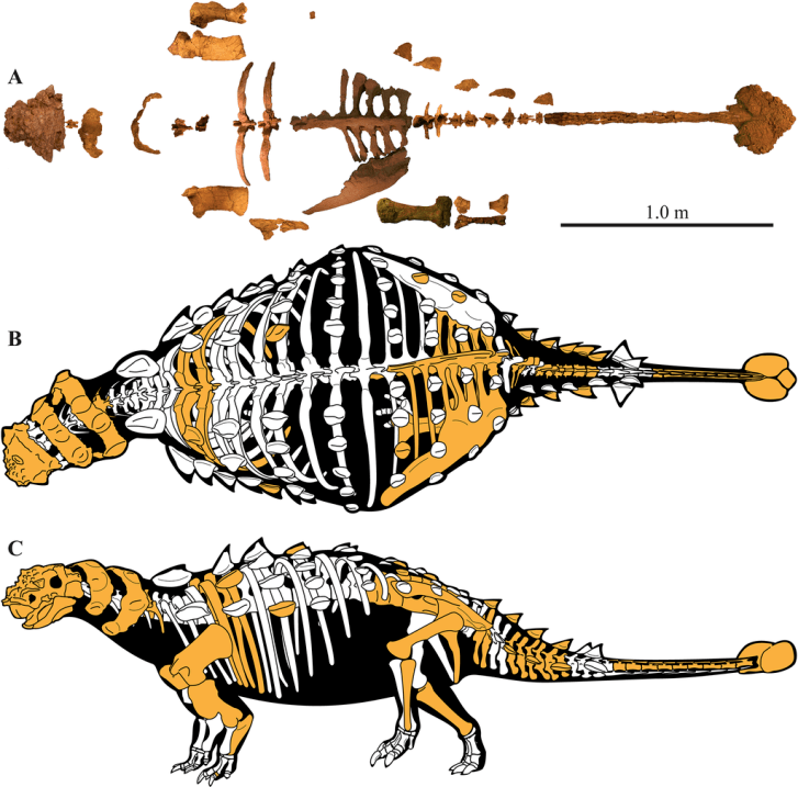 Dochované části kostry a rekonstrukce skeletu ankylosaurida druhu Akainacephalus johnsoni. Tento býložravý obrněný tyreofor patřil k menším druhům, dorůstajícím délky jen lehce přes 3 metry. Kredit: Jelle P. Wiersma?, Randall B. Irmis; Wikipedie (CC 