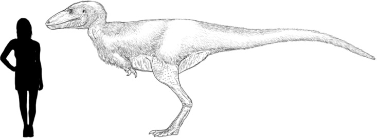 Přibližná představa o velikosti a vzezření alektrosaura, vzdáleného příbuzného mladšího a mnohem většího druhu T. rex. Kredit: Tomopteryx, Wikipedie (CC BY-SA 4.0)