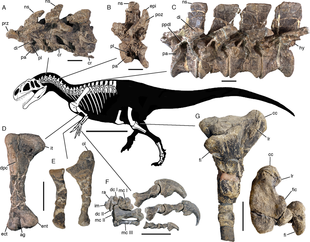 Jedním ze zajímavých nově popsaných druhů je i argentinský alosauroidní teropod druhu Asfaltovenator vialidadi. Lebka tohoto dravého dinosaura měřila na délku asi 80 centimetrů a celková délka těla mohla dosahovat 7 až 8 metrů. Jedná se tedy zároveň 