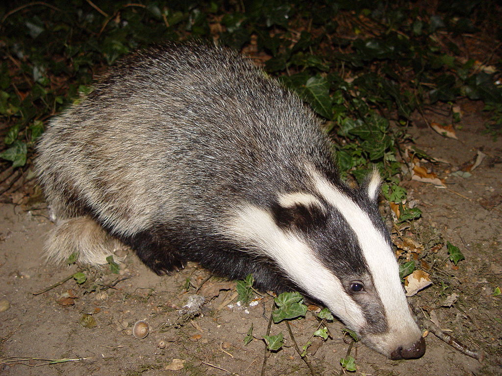 Jezevec lesnĂ­ (Meles meles), ĂşhlavnĂ­ nepĹ™Ă­tel britskĂ˝ch farmĂˇĹ™ĹŻ. (Kredit: BadgerHero, Wikipedia)