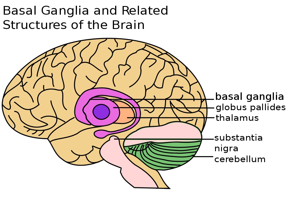 Pro Huntingtonovu chorobu je charakteristickým znakem selektivní ztráta neuronů v bazálních gangliích. Ta jsou součástí koncového mozku - telencephalonu a podílejí se na koordinaci pohybů. Proto 
pacienti HD  trpí mimovolními rychlými pohyby, tzv. c