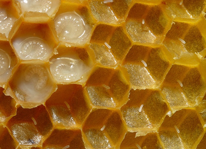 HexagonĂˇlnĂ­ variace teselace v podĂˇnĂ­ Apis mellifera. (Kredit: VÄŤela medonosnĂˇ)