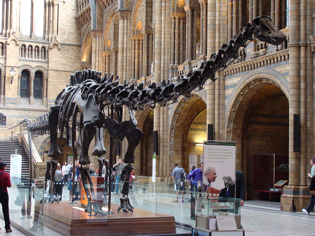 „Dippy“, jeden z nejslavnějších exemplářů dinosauří kostry na světě. Tato replika byla umístěna v budově Britského přírodovědného muzea v Londýně dne 12. května 1905 a stala se jednou z jejích ikon. Kostra měří na délku 21,3 metru a je složena z 292 