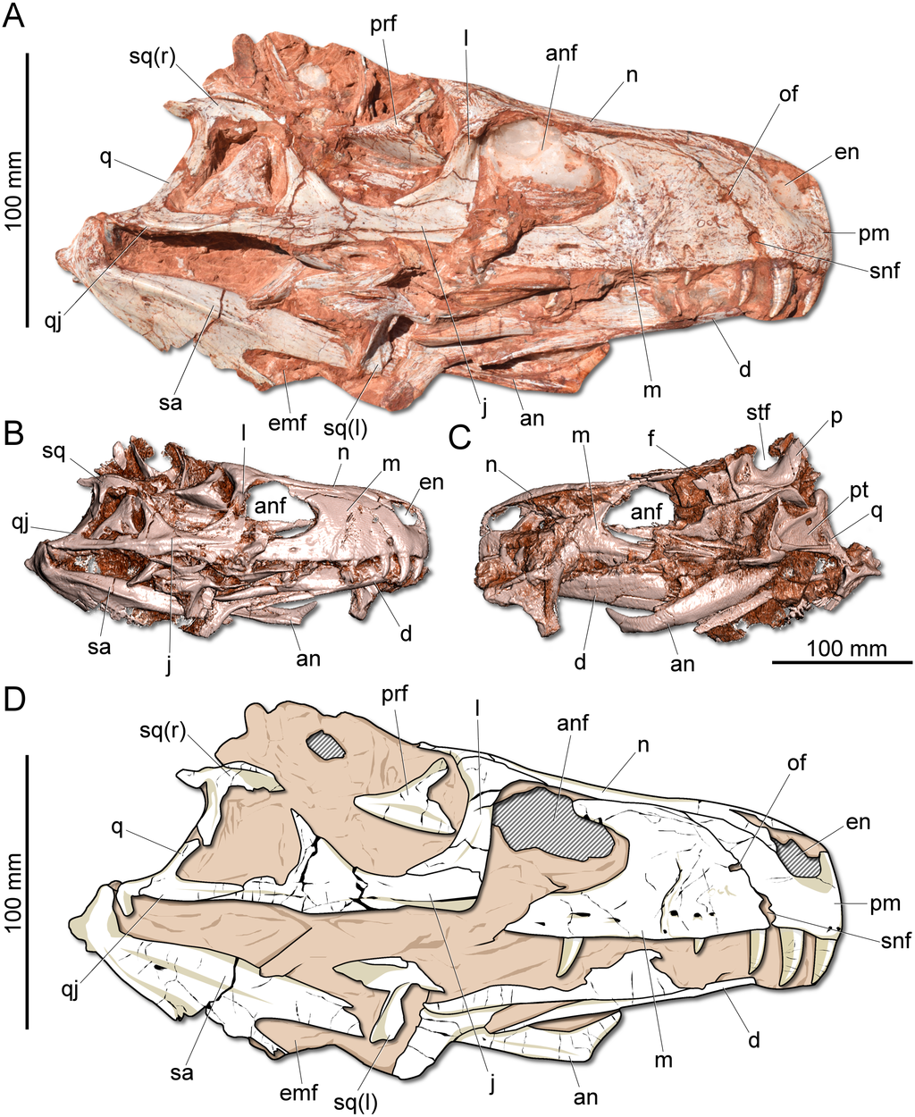 Lebka gnathovoraxe se zachovala ve velmi dobrém stavu a ve značně vysokém stupni kompletnosti. Díky tomu bylo možné poprvé prozkoumat například i trojrozměrný model mozkovny tohoto herrerasaurida. Kredit: Pacheco, C.; et al. (2019); Wikipedia (CC BY 