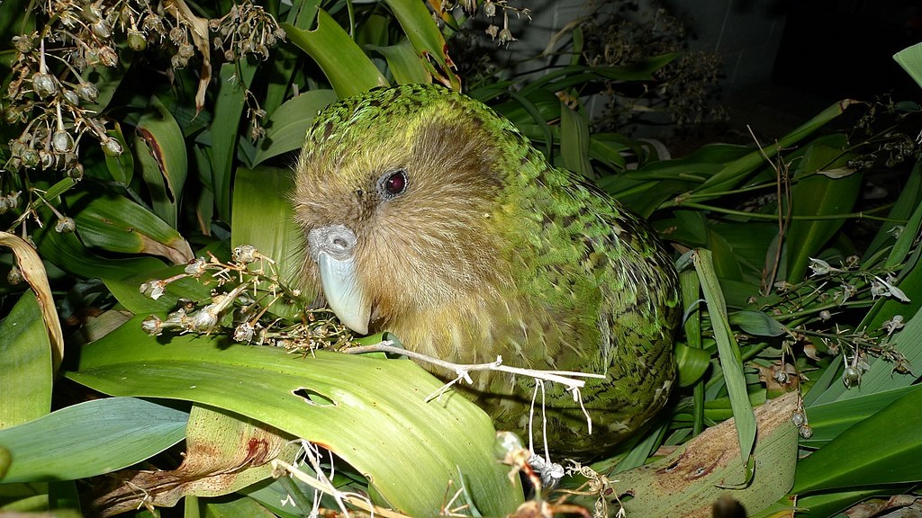 Papoušek soví, čili kakapo, Nový Zéland Kredit: Department of Conservation / Wikimedia Commons