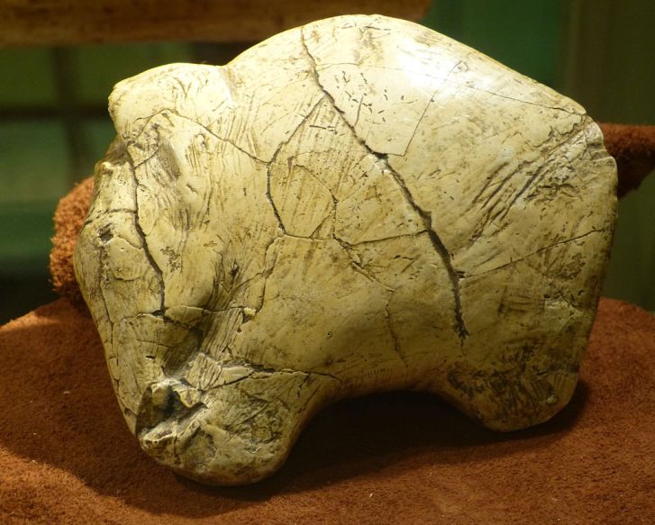 Asi 26 tisíc let stará podobizna mamuta vyřezaná do mamutího klu pravěkým člověkem v oblasti dnešního Předmostí u Přerova. Tento a další podobné umělecké předměty dokládají častou a intenzivní interakci mezi mamuty a pravěkými lidmi. Artefakt v expoz