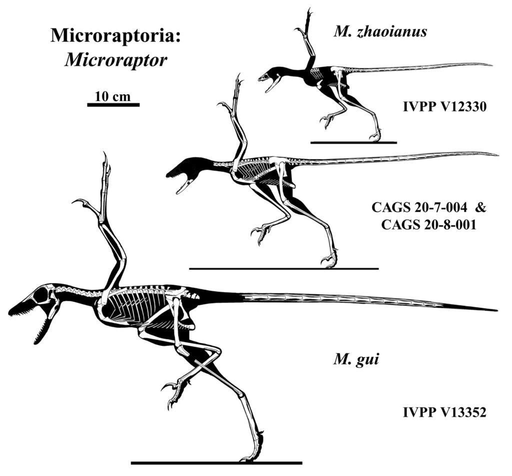 Zobrazení dochovaných kosterních částí několika exemplářů mikroraptora. Druh M. gui byl s délkou až přes 1 metr největším druhem, M. zhaoianus byl podstatně menší. Jeho dospělá hmotnost zřejmě nepřekračovala půl kilogramu. Kredit: Jaime A. Headden, W