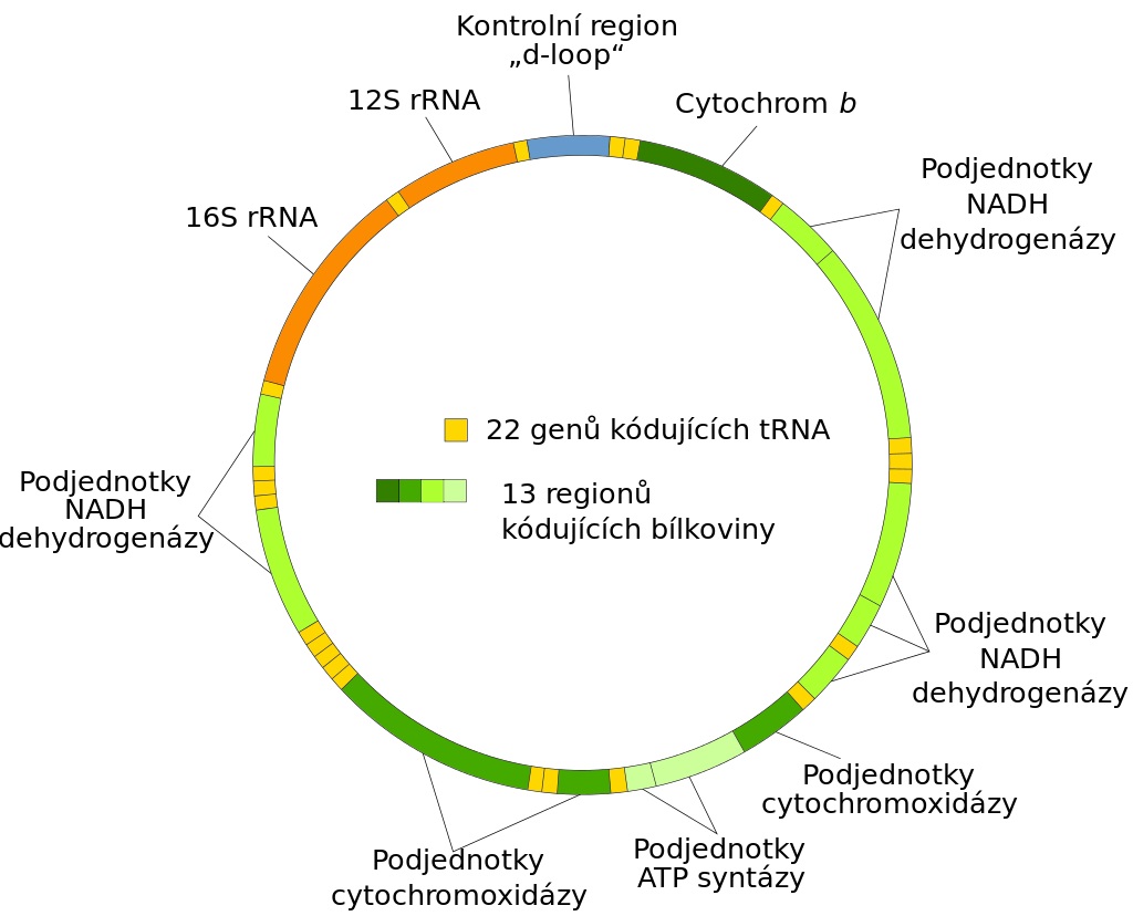 MitochondriĂˇlnĂ­ DNA ÄŤlovÄ›ka s vyznaÄŤenĂ˝mi geny (Kredit: Wikipedie, upravil VojtÄ›ch DostĂˇl)