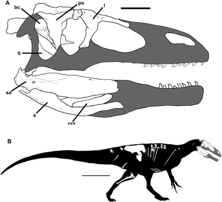 Zobrazení dochovaných fosilií lebky a celého těla megaraptor(id)a druhu Murusraptor barrosaensis, formálně popsaného v roce 2016. Žil stejně jako Megaraptor na území dnešní argentinské Patagonie, pouze o zhruba 2 miliony let dříve, před asi 93 až 89 