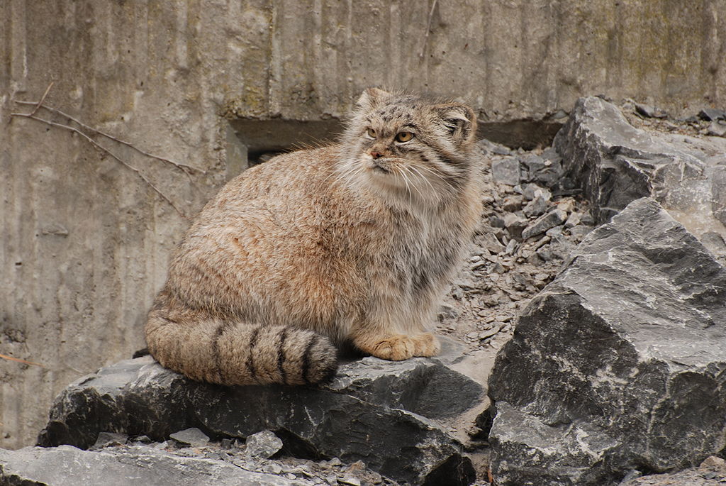 Věčně mrzutý manul. Kredit: Winkelbohrer, Wikipedia.