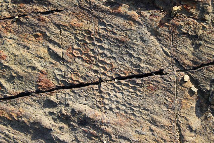 Paleodictyon je poměrně hojná ichnofosilie, představující zřejmě zkamenělý pozůstatek životní činnosti mořských organismů. Jako první jej zakreslil již před půl tisíciletím italský renesanční učenec Leonardo da Vinci. Kredit: Falconaumanni, Wikipedie
