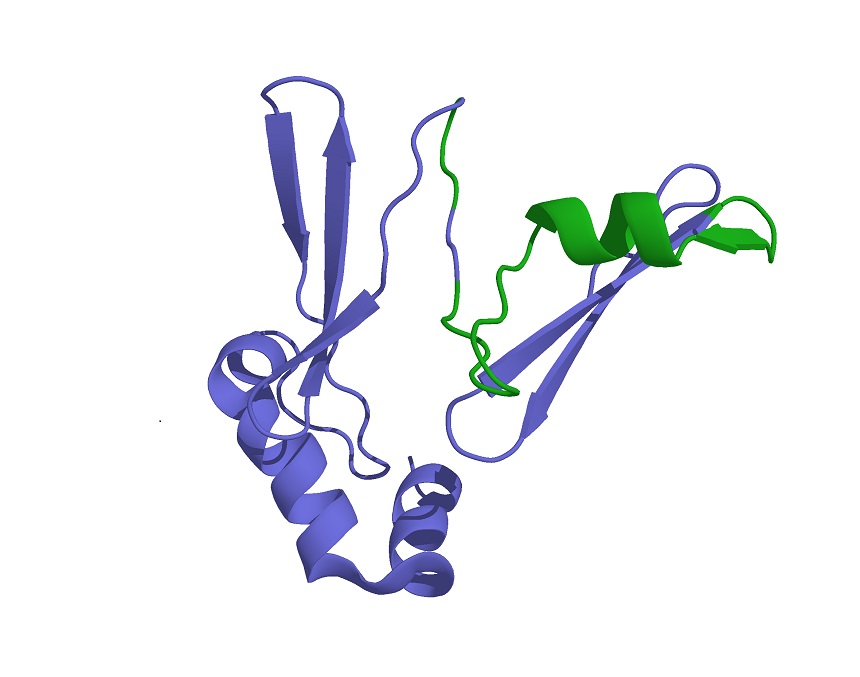 Hormón ghrelin.