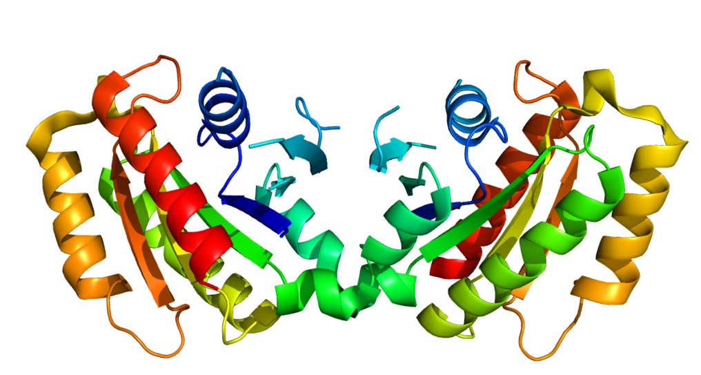 LRRK2 - Leucine-rich repeat kinase. (Kredit: Wikipedia)