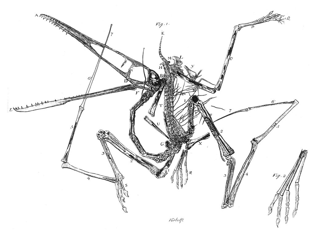 Původní rytina holotypu pterodaktyla, publikovaná Cosimou A. Collinim v roce 1784. Není divu, že si s fosilií v této době ještě nikdo nevěděl rady. Pojem ptakoještěr tehdy dosud neexistoval a aktivně létající prehistorické plazy si nejspíš dokázal př