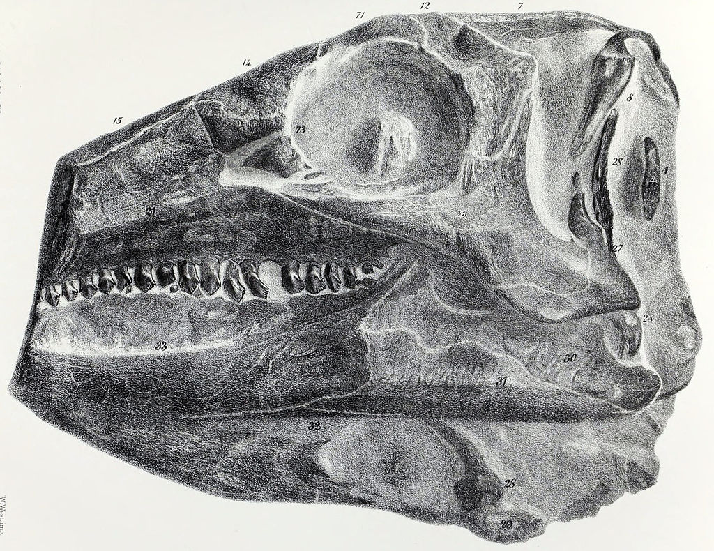 Litografické zobrazení částečně dochované lebky neotypu scelidosaura. Je pozoruhodnou skutečností, že i přes relativně vysokou kvalitu dochování tohoto tyreofora nepopsal Sir Richard Owen jeho kosterní anatomii podrobněji. Scelidosaurus byl přitom je