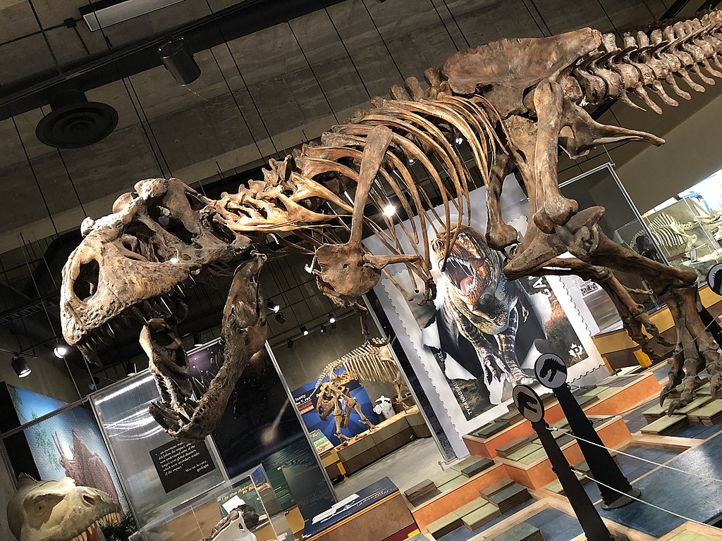 Pohled na repliku kostry „Scottyho“ v instituci T.rex Discovery Center z jiného úhlu. Ať se ale podíváte jakkoliv, nepochybně vás ohromí svou mohutností a celkovými rozměry. Samotná stehenní kost tohoto tyranosaura je dlouhá 133 cm a váží kolem 90 ki