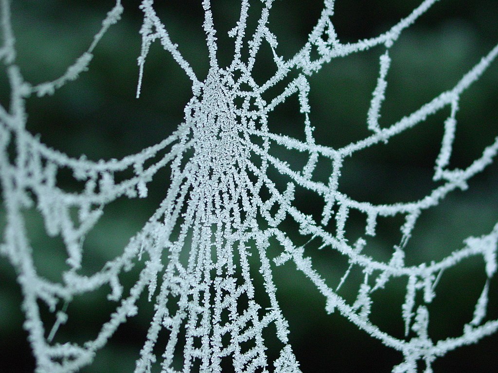 Předností pavoučích vláken je jejich jemnost pružnost a pevnost (průměr vlákna je přitom pouhé 3 až 4 mikrony) Kredit: Yintan, Wikipedia, CC BY 4.0.