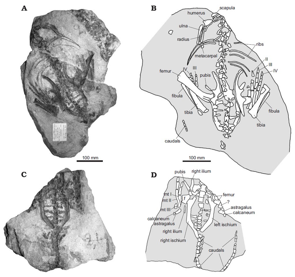 Dochovaná část fosilní kostry druhu Stenopelix valdensis. Dobře viditelná je zejména pánevní oblast, hrudní obratle a část hrudního koše. Je nešťastnou okolností, že nebyla objevena lebka tohoto malého ptakopánvého dinosaura, protože ta by na jeho sy