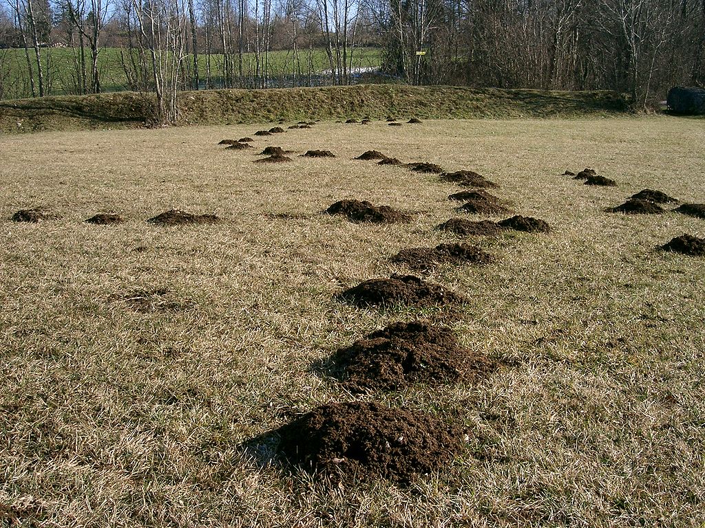 Krtci vyhrabávají obytné chodbičky až 20 cm hluboké a podpovrchové okružní až několik stovek metrů dlouhé. Kredit: PRA, CC BY 2.5