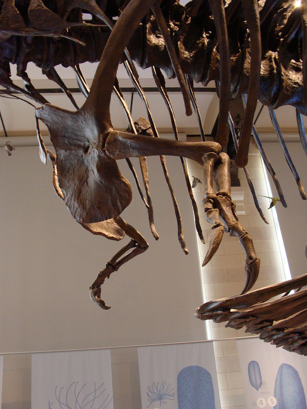 Přední končetiny tyranosaura byly nepochybně malé a disproporční. Přesto své občasné využití mít mohly, i když spíše náhodné a nepravidelné. Bohužel však není pravděpodobné, že se někdy s jistotou dozvíme, k jakému účelu byly tyranosaurem přednostně 