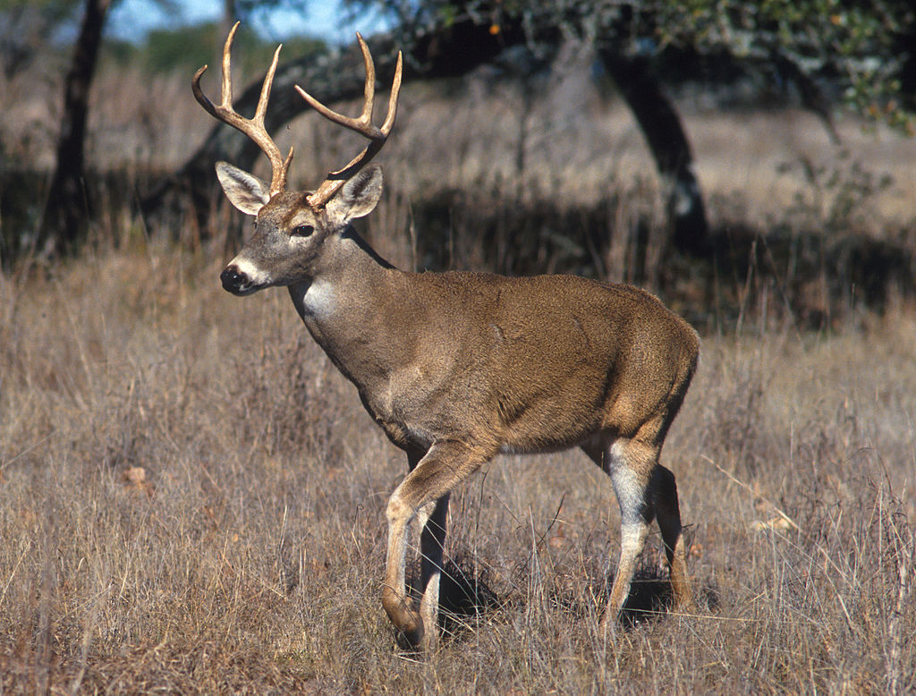 Jelenec bÄ›loocasĂ˝ (Odocoileus virginianus).
Dosahuje zhruba velikosti daĹ?ka, ale je ĹˇtĂ­hlejĹˇĂ­. Od jelenĹŻ se liĹˇĂ­ tvarem paroĹľĂ­. VĂ˝sady smÄ›Ĺ™ujĂ­ vzhĹŻru  a tak vĂ˝slednĂ˝ tvar paroĹľĂ­ nenĂ­ rozloĹľitĂ˝ ale pĹ™ipomĂ­nĂˇ â€žsoudekâ€ś. O